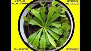 One year in life of my Venus flytrap time lapse [upl. by Caraviello338]