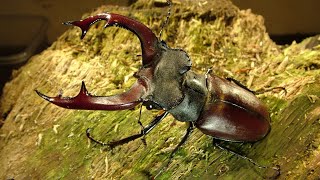 Lebenszyklus und Zucht des Europäischen Hirschkäfers Lucanus cervus [upl. by Eadrahs361]