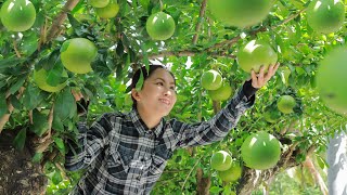 Harvest Crescentia Cujete goes to the market sell  Emma Daily Life [upl. by Feliza172]