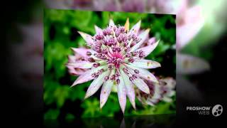 Astrantia  garden plants [upl. by Dash286]