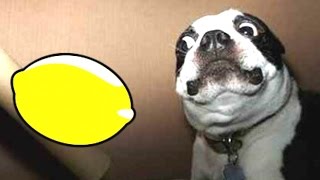 Most Funny Dogs Reacting To Lemons Compilation 2014 NEW [upl. by Criswell]