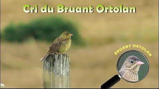 BRUANT ORTOLAN Cri [upl. by Drida]