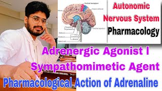 adrenergic agonist classification Pharmacology sympathomimetic। Pharmacological action of adrenaline [upl. by Filbert246]