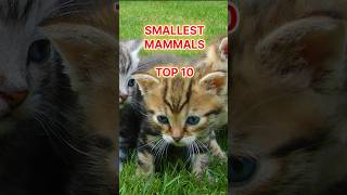 SMALLEST MAMMALS TOP 10 amazingshorts amazingfacts rankings animals [upl. by Idelson]