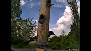 34 minutes of grackle and other birds [upl. by Phaih915]