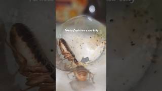 TERMITE COLONYS FIRST NYMPH termites ants antscanada viral [upl. by Eidnyl105]