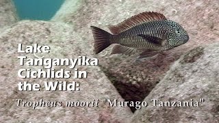 Lake Tanganyika Cichlids in the Wild Tropheus moorii quotMurago Tanzaniaquot HD 1080p [upl. by Anuska]