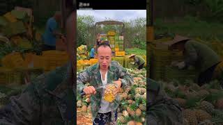 China i pineapple is farming food [upl. by Ronald]