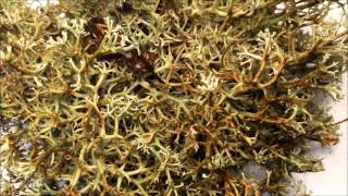 Timelapse of lichen transforming when wet [upl. by Davida]