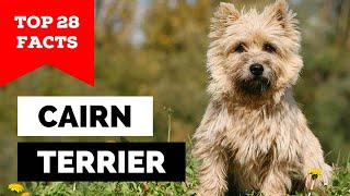 99 of Cairn Terrier Dog Owners Dont Know This [upl. by Ahsahs]