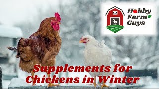 Adding Supplements to Boost Chickens Health in Winter [upl. by Gothar135]