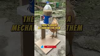 Chickens Feeding Themselves See These Amazing Machines in Action 🐓🐓 [upl. by Oiramaj]