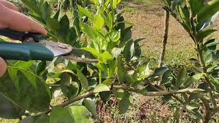 ¿Cómo se debe podar un árbol de limón poda de árboles frutales ejemplo 4 [upl. by Perpetua907]