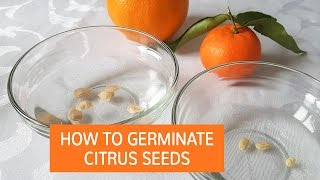 How To Germinate Citrus Seeds  Grow Citrus Trees From Seed [upl. by Irina]