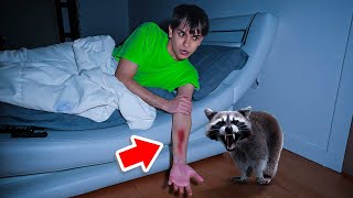 A Vicious Raccoon ATTACKED Me In The Middle Of The Night [upl. by Burford594]