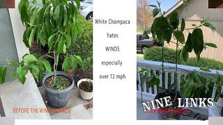 Guide to White Champaca or Michelia Alba白兰花 [upl. by Arreit926]