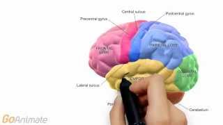 Anatomy and Physiology Central Nervous System Brain Anatomy v20 [upl. by Refennej925]