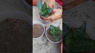 Sensevieria plant propagation garden shorts Binarofficial [upl. by Zeena258]