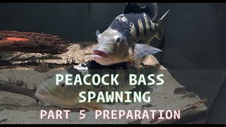 PART 5 PREPARATION for SPAWNING Peacock Bass Cichlas Monoculus [upl. by Rosamond478]