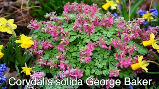 Corydalis solida George Baker [upl. by Zaragoza]