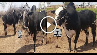 BIG Black Racer Bulls Of Fayaz Dortala  MASHALLAH  NOT FOR SALE [upl. by Llenwad115]