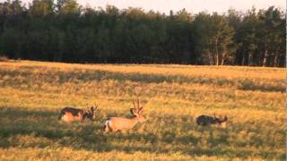 Monster Mule Deer 160200 PampY Deer In Alberta Canada Hunting With Mikes Outfitting [upl. by Roldan]