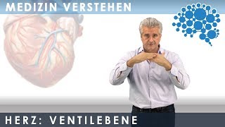 Füllung der Herzkammer  Superanschaulich │Dr Dr Damir del Monte│Encephalon MedizinVideos [upl. by Kalvn]