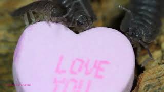 Isopods Eat Valentines Day Conversation Hearts [upl. by Ribak255]