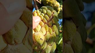 Delicious Sugar Apples 🫠✌️♥️👍nature food florida fruitcutting eating eat sugarapple [upl. by Tripp]