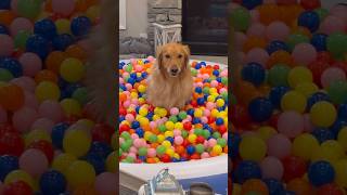 My dog pulled off the craziest prank goldenretriever [upl. by Simpkins]