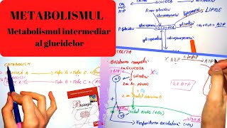 ADMITERE MEDICINA METABOLISMUL 1 Metabolismul intermediar al glucidelor [upl. by Rudiger202]