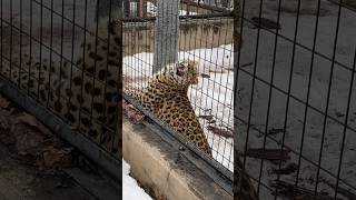 【北海道 旭山動物園】ストレッチするヒョウ？！！ [upl. by Beare808]