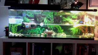 Red eared slider and fish tank [upl. by Utta]