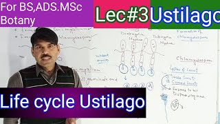 life cycle of ustilago2 [upl. by Genisia]