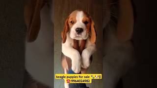 Adorable Beagle PuppiesThe Cutest Pets You’ll Ever See Beagle Puppy Love Compilation m9964024982 [upl. by Joye]