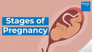 How your baby develops  Stages of pregnancy  Bupa Health [upl. by Felita703]