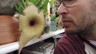 Stapelia gigantea Flower [upl. by Sucram]