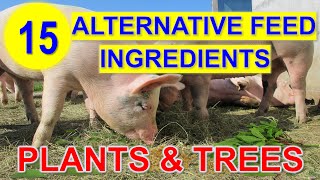 15 Alternative Feed Ingredients for Pig to Reduce the Feed Cost [upl. by Sillsby]