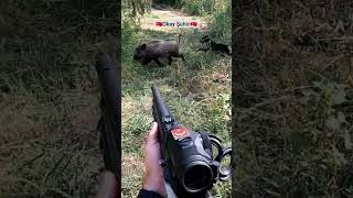 Wild Boar hunting okaysahin shotkam huğlu aimpoint [upl. by Aiehtela]