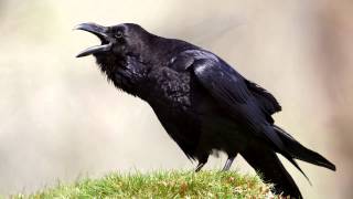 Raven  bird call  Learn The Sound A Raven Makes  Raven Sounds and Pictures [upl. by Soll800]