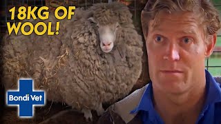 Sheep Hasnt Been Sheared For 5 Years 18KG WORTH OF WOOL  Bondi Vet [upl. by Holmes]