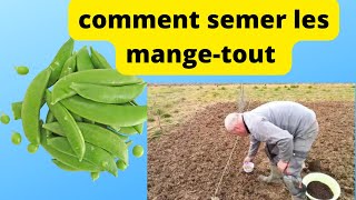 comment semer vos mangetout  en mars au potager [upl. by Nnair]