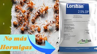 LORSBAN EN POLVO‼️Este INSECTICIDA acaba con todos los insectos de tu huerto o jardín [upl. by Moya]