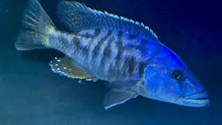 Feeding Frenzy African Hap and Peacock cichlids [upl. by Libbi]