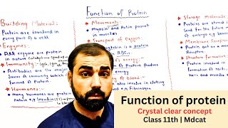 Functions of protein  Class 11th  in Urdu Hindi [upl. by Horsey]