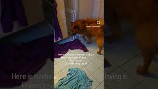 Fréyretheeurasier hates taking a bath eurasier dog bathtime angrydog rageagainstthemachine [upl. by Gennifer]