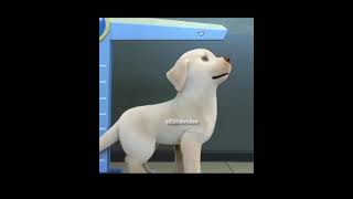 pip dog short film  heart touching music  alltimevideo shorts [upl. by Glorianna]