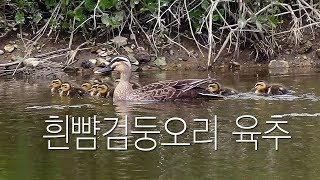 흰뺨검둥오리 육추  꽃길 빅뱅 Spotbilled Duck [upl. by Kumler13]