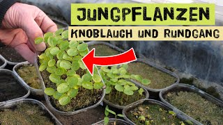 Jungpflanzenanzucht im Gemüsegarten Ernte und Knoblauch im Februar und März Gartentipps Frühjahr [upl. by Pomfret]