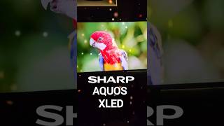 SHARP AQUOS XLED 65quot MINI LED SHARP IS BACK SHARPXLED XLED SHARPAQUOS [upl. by Reivaxe627]